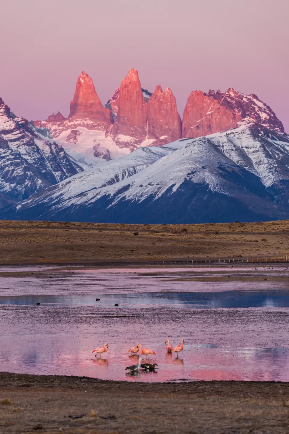 Flamingos on the water beneath the towers