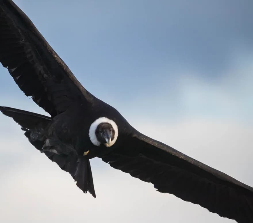 An Andean condor gliding across a pale sky