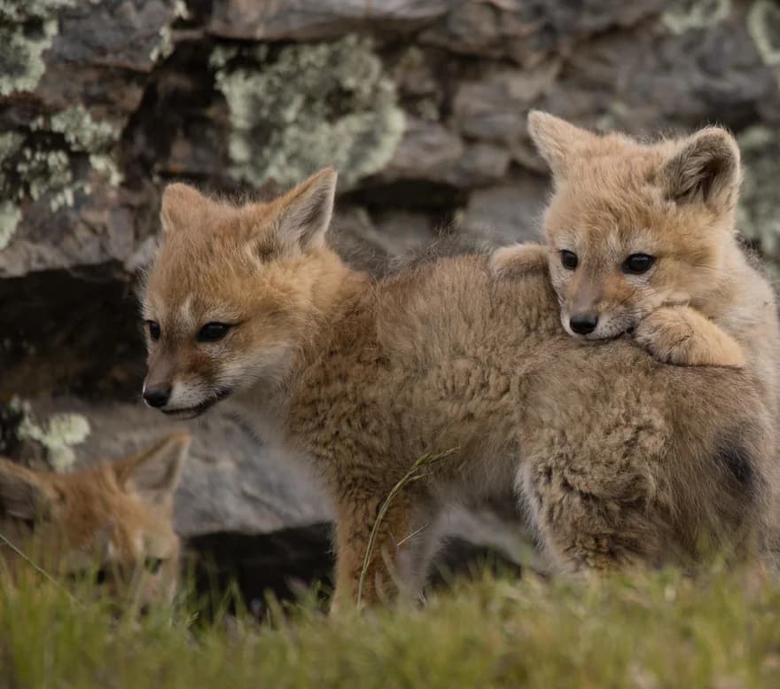 Two fox cubs playing on a lichen-covered wall
