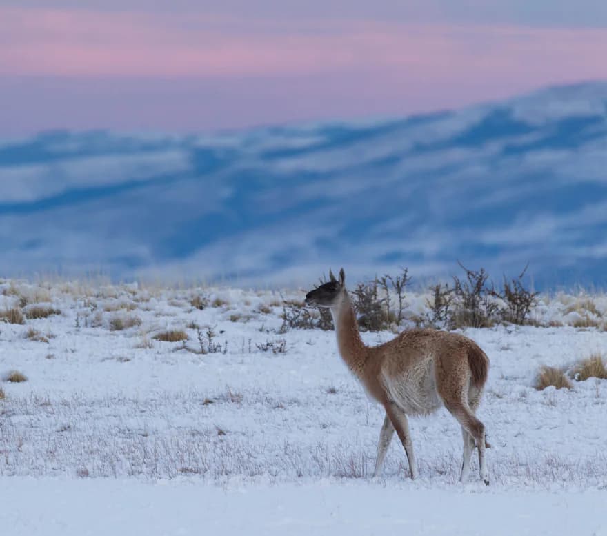 A guanaco crossing a snowy plain at dawn