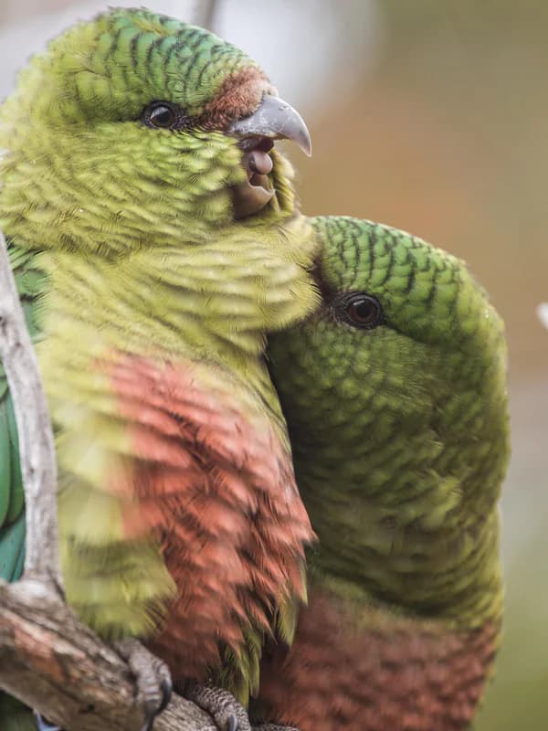 Two austral parakeets nestled together on a branch