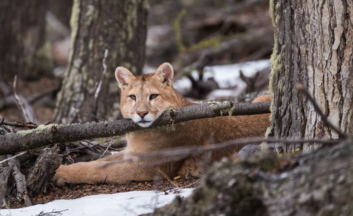 A puma resting between the trunks of a winter forest