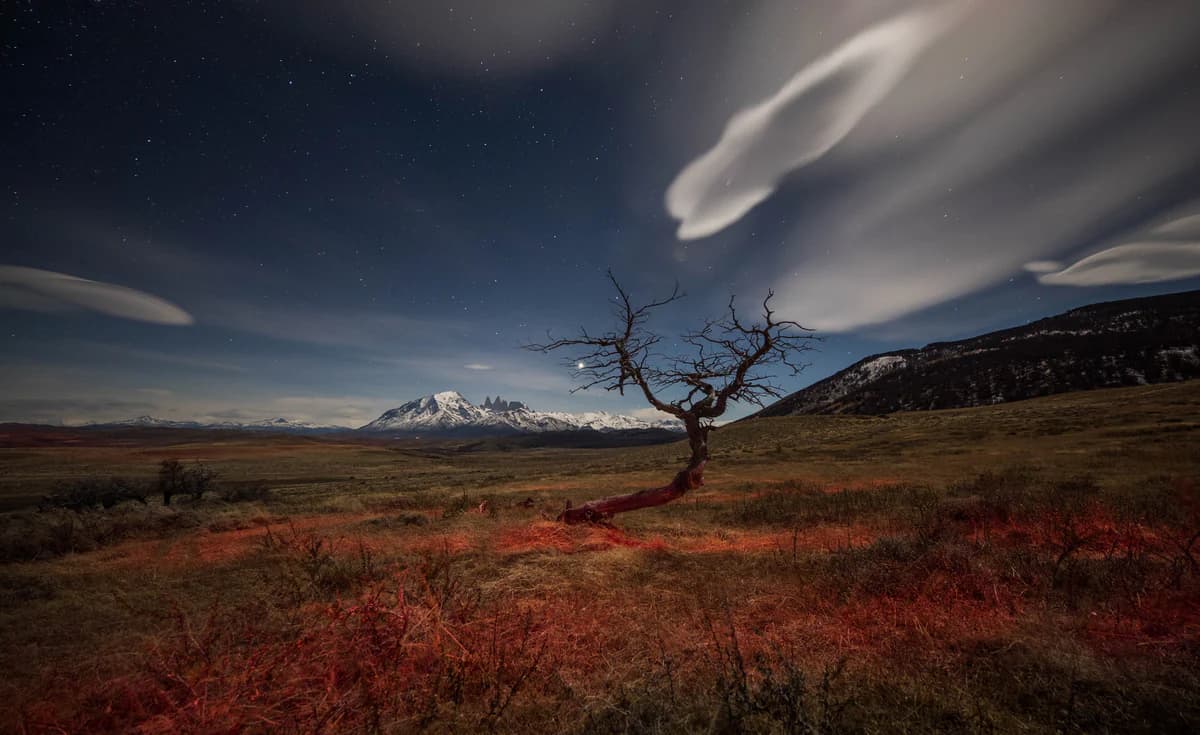 A lone bare tree on red steppe beneath streaming clouds