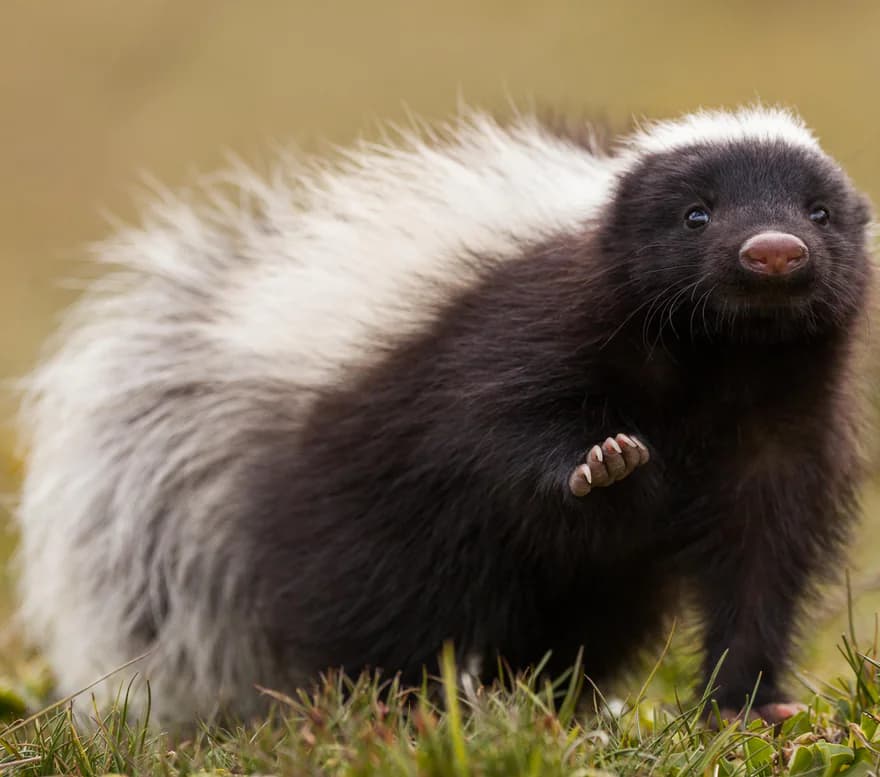 A hog-nosed skunk looking up from the grass