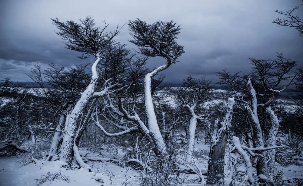 Wind-bent lenga trees covered in snow