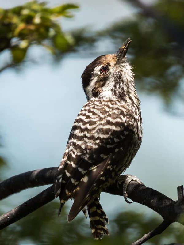 A Magellanic woodpecker perched on a branch