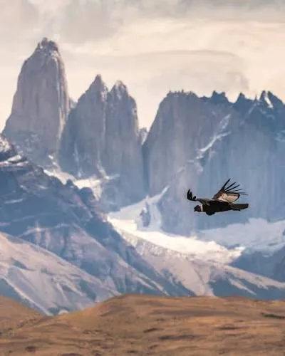 Andean condor gliding in front of the Torres del Paine massif