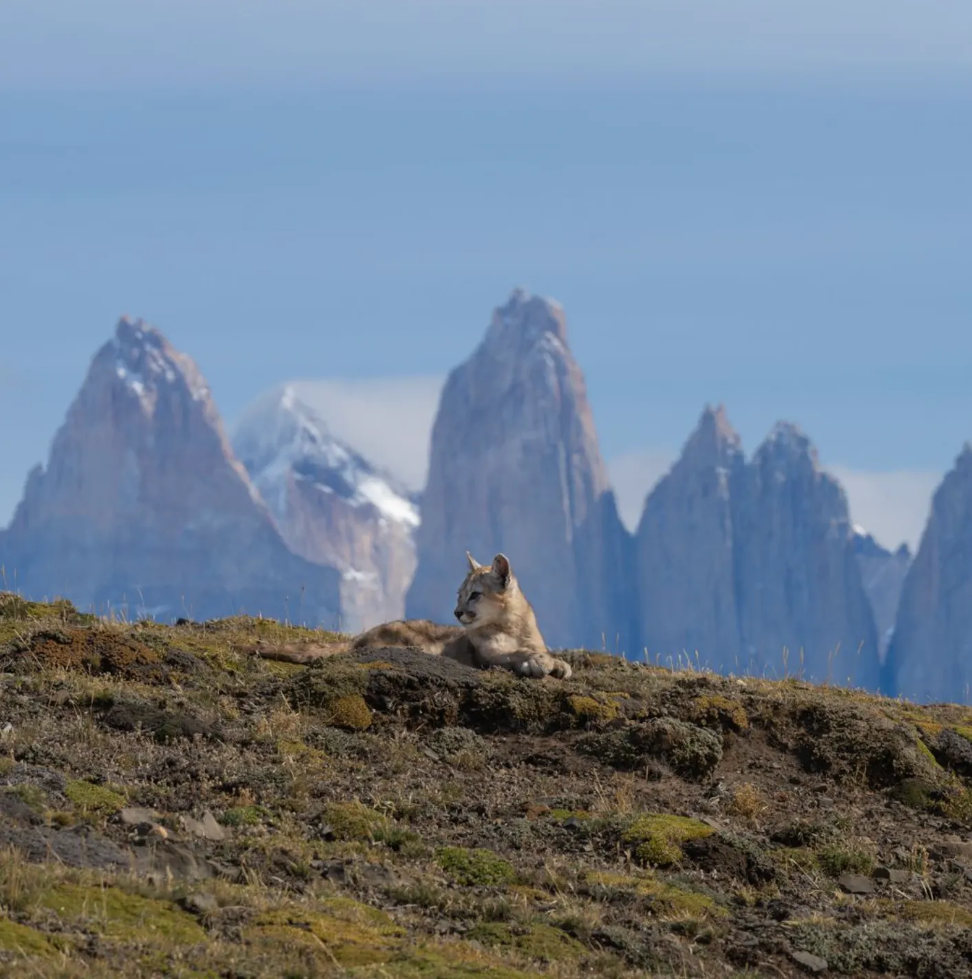 Puma resting beneath the Torres del Paine peaks